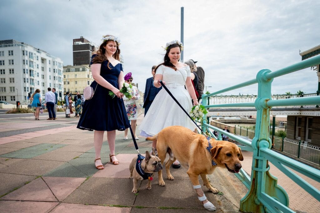 Champ and Hero the wedding dogs at their owners  Brighton Bandstand Wedding